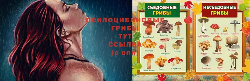 Псилоцибиновые грибы Psilocybe  ОМГ ОМГ ССЫЛКА  Бакал 